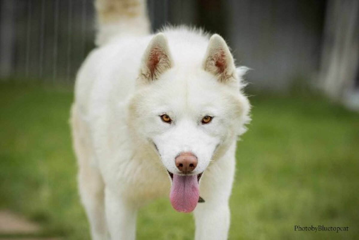 Adoption Pégase