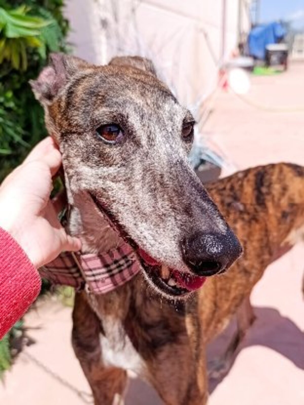 Adoption Pepa
