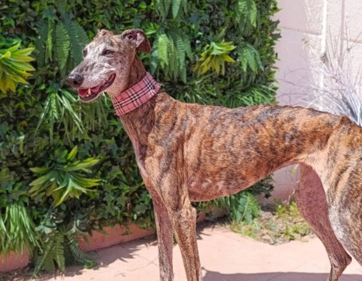 Adoption Pepa