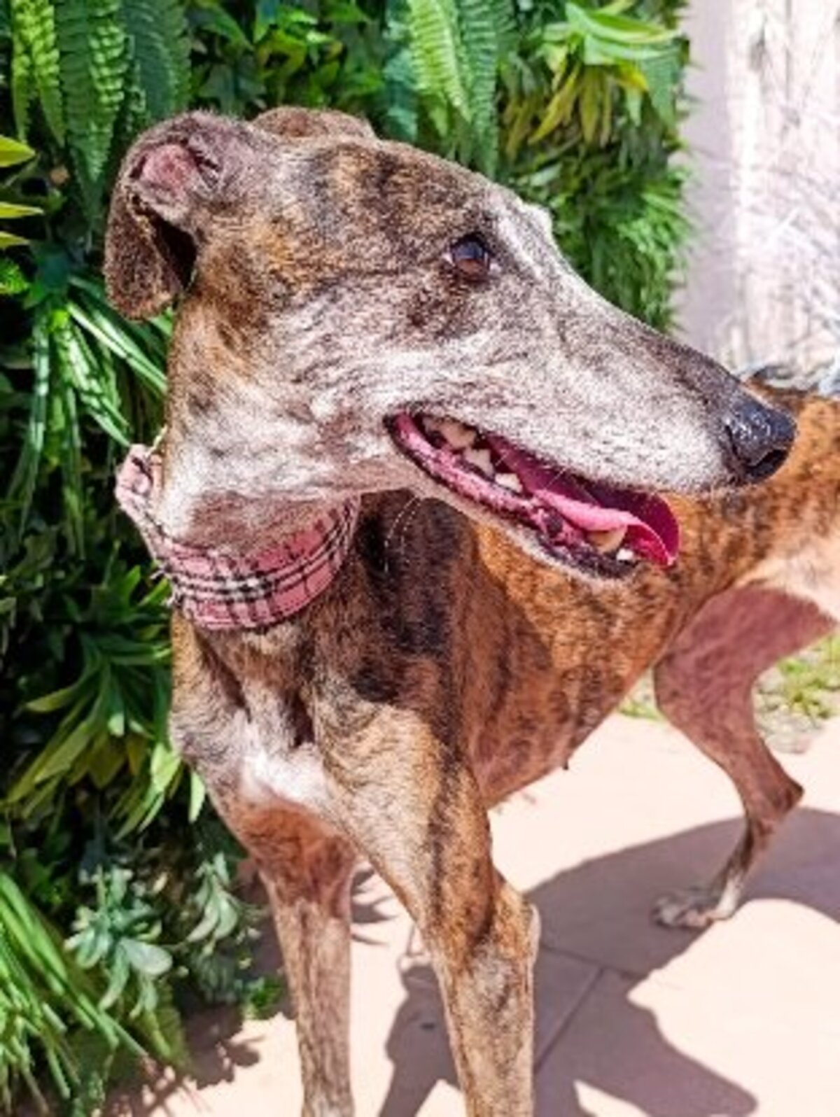Adoption Pepa