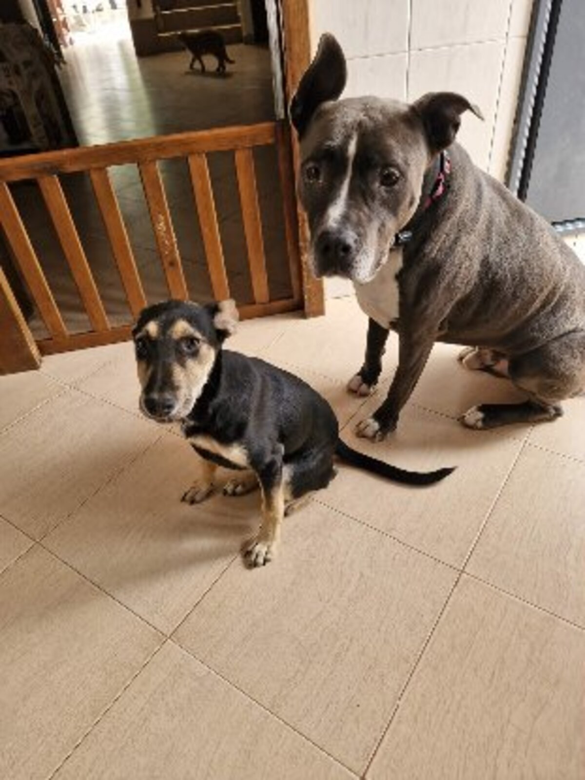 Adoption Pépita