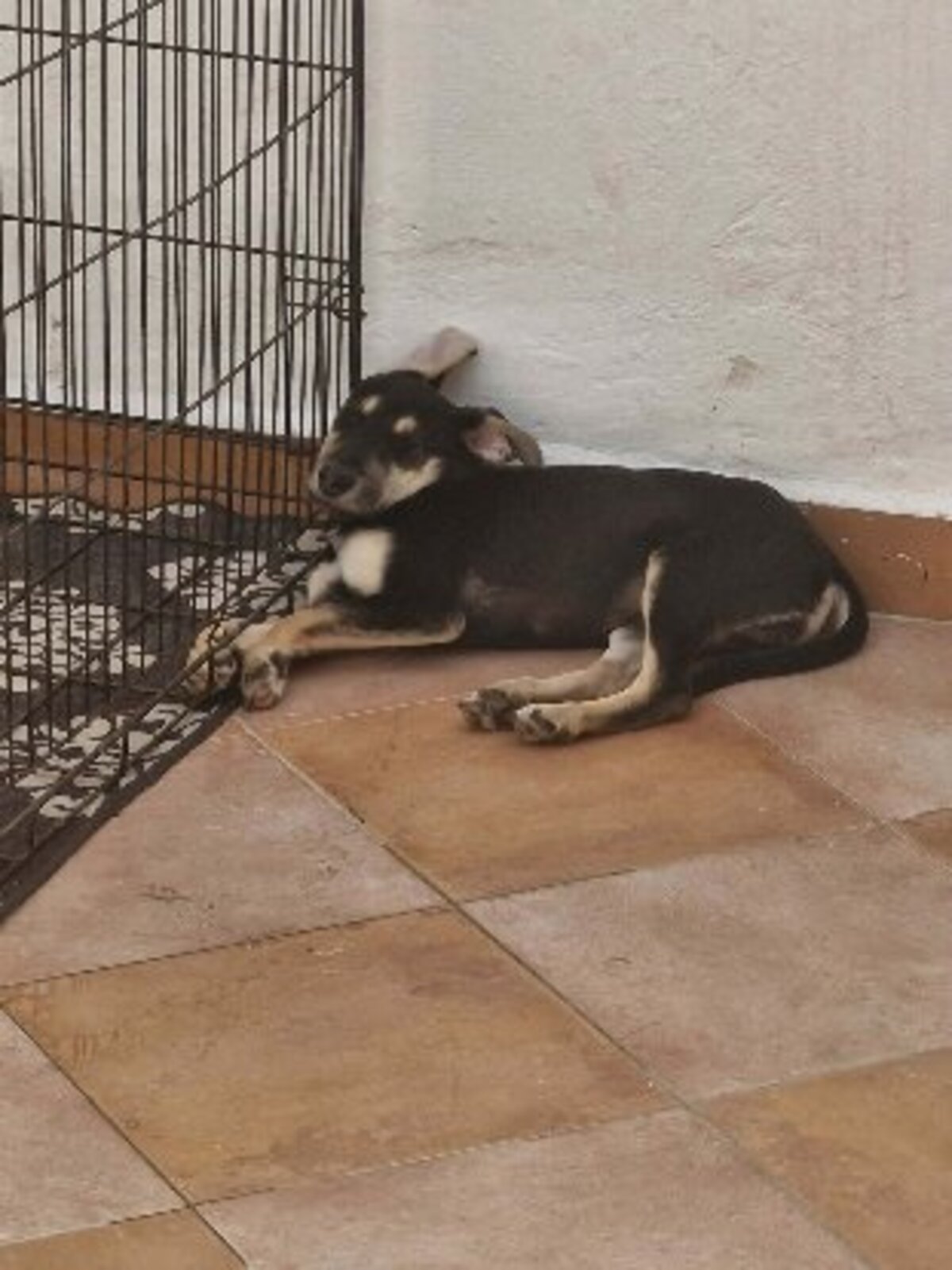 Adoption Pépita