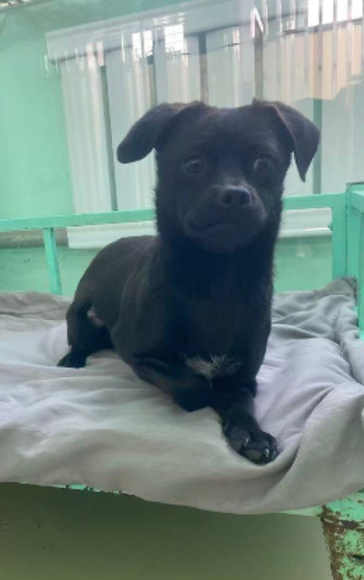 Adoption Pepsi