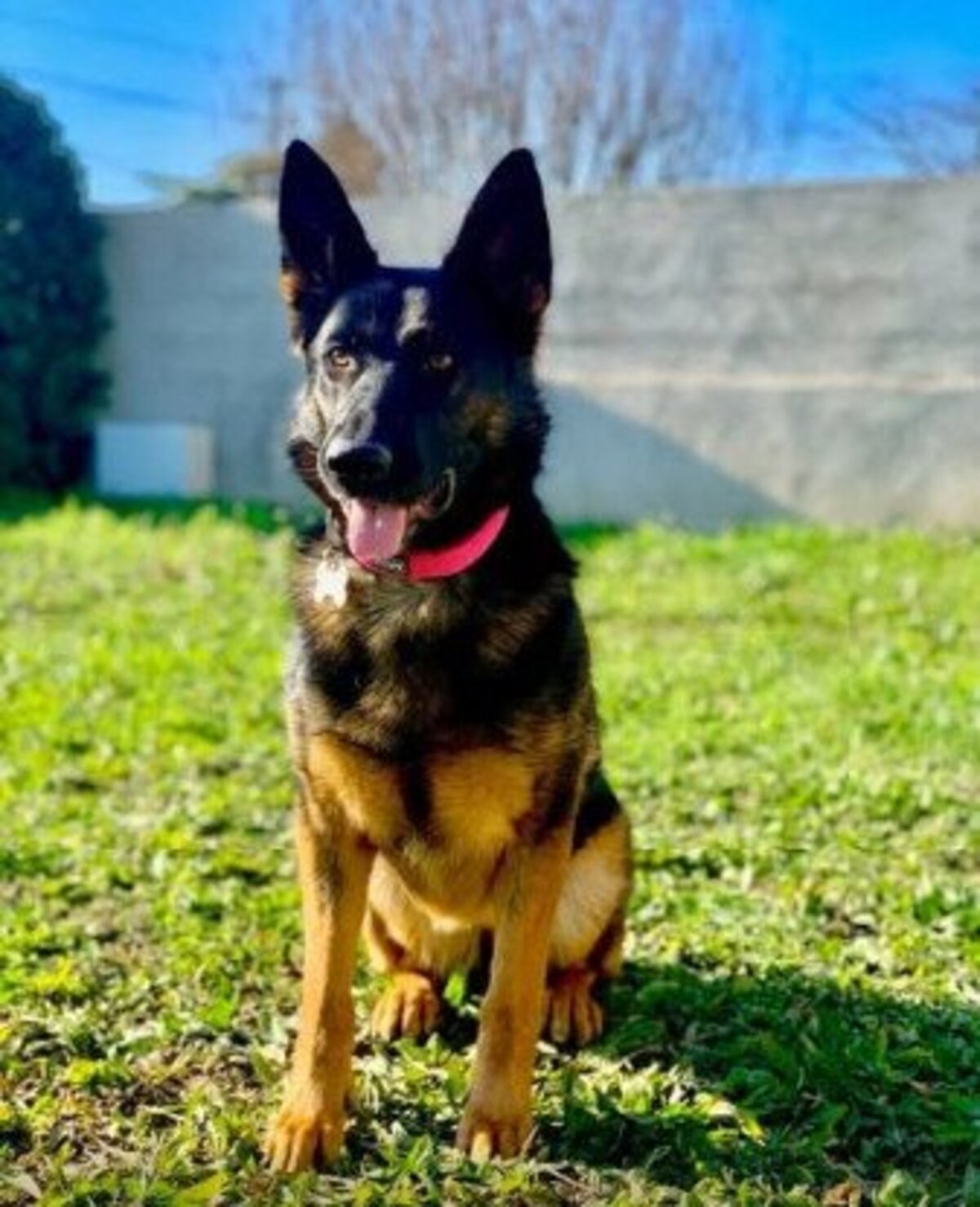 Adoption Pepsy