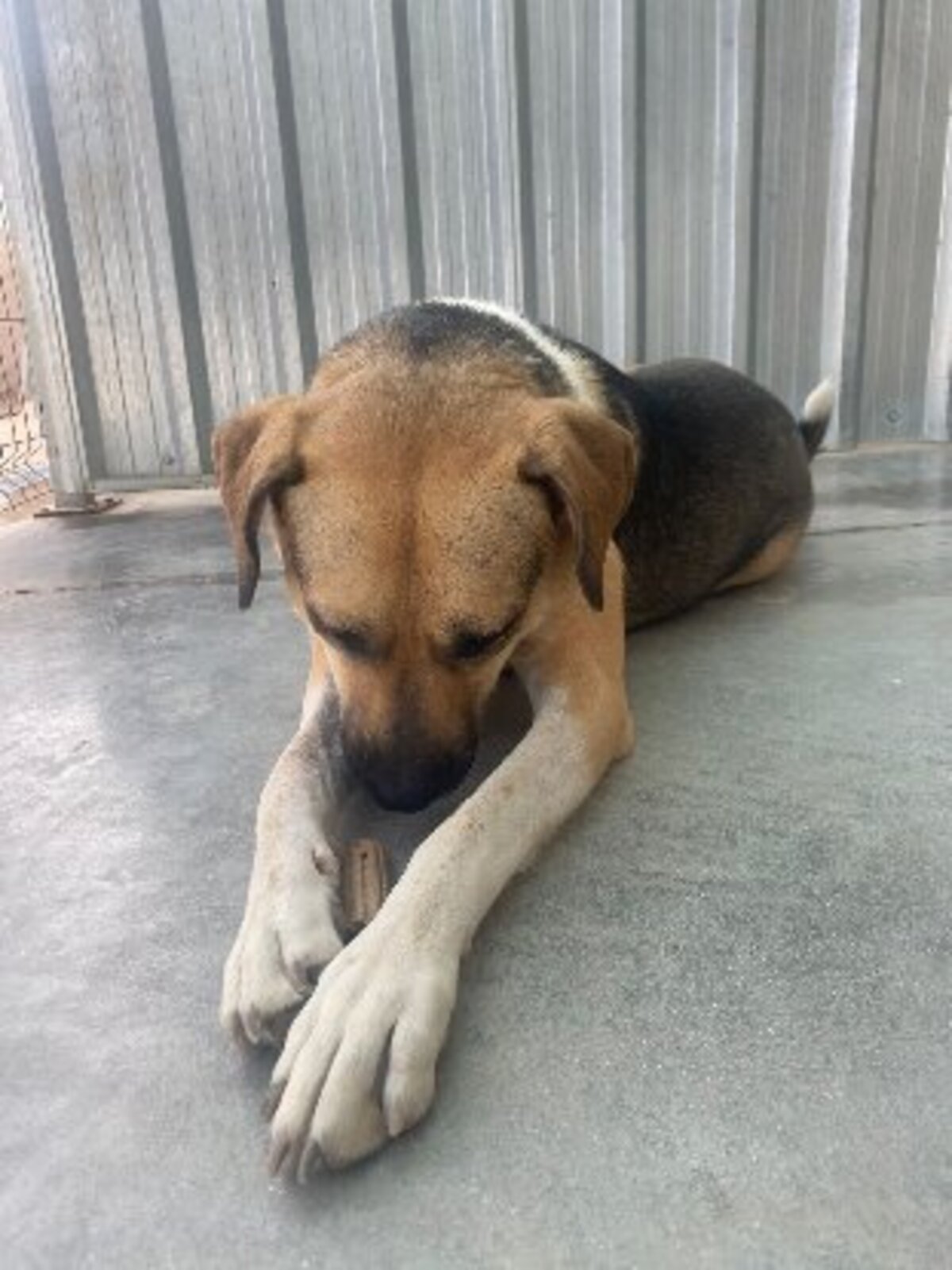 Adoption Perma