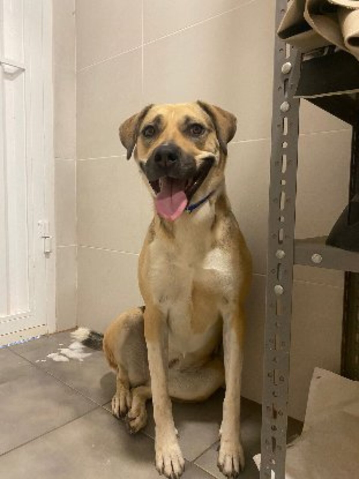 Adoption Perma