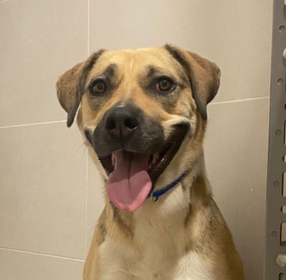 Adoption Perma