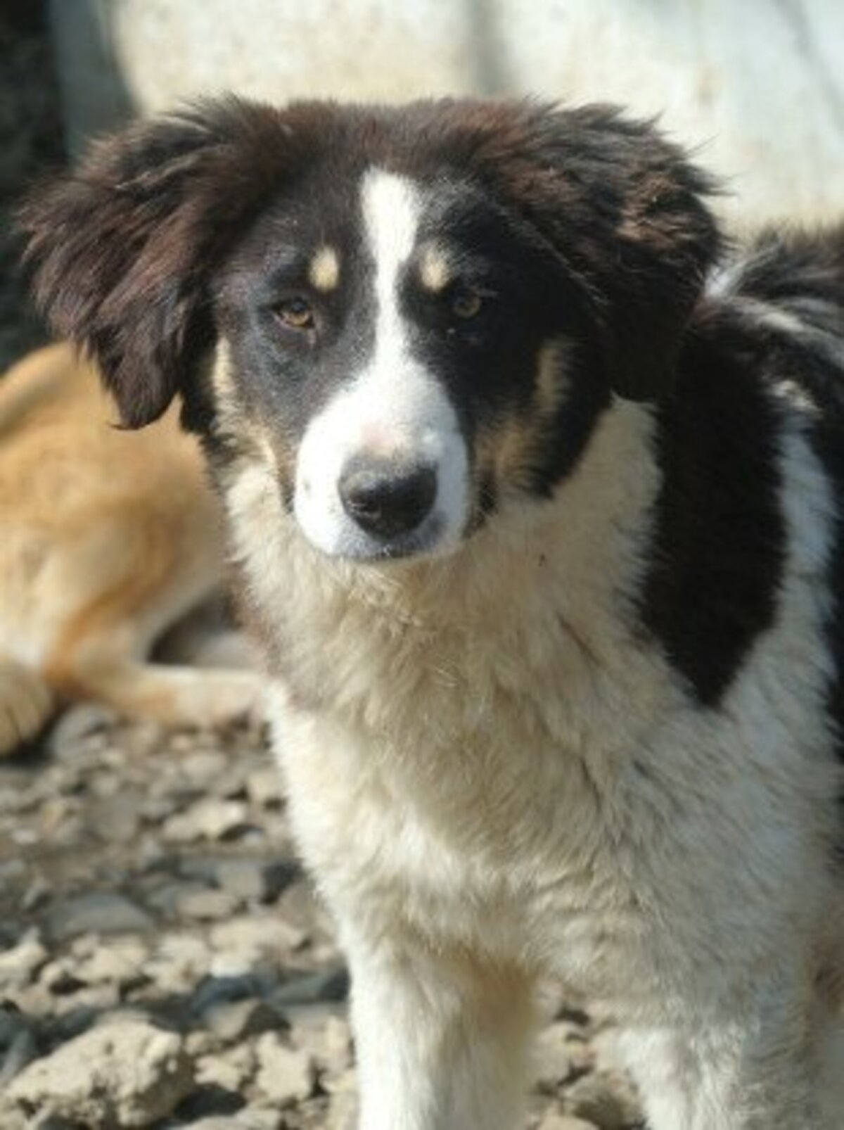 Adoption Persil