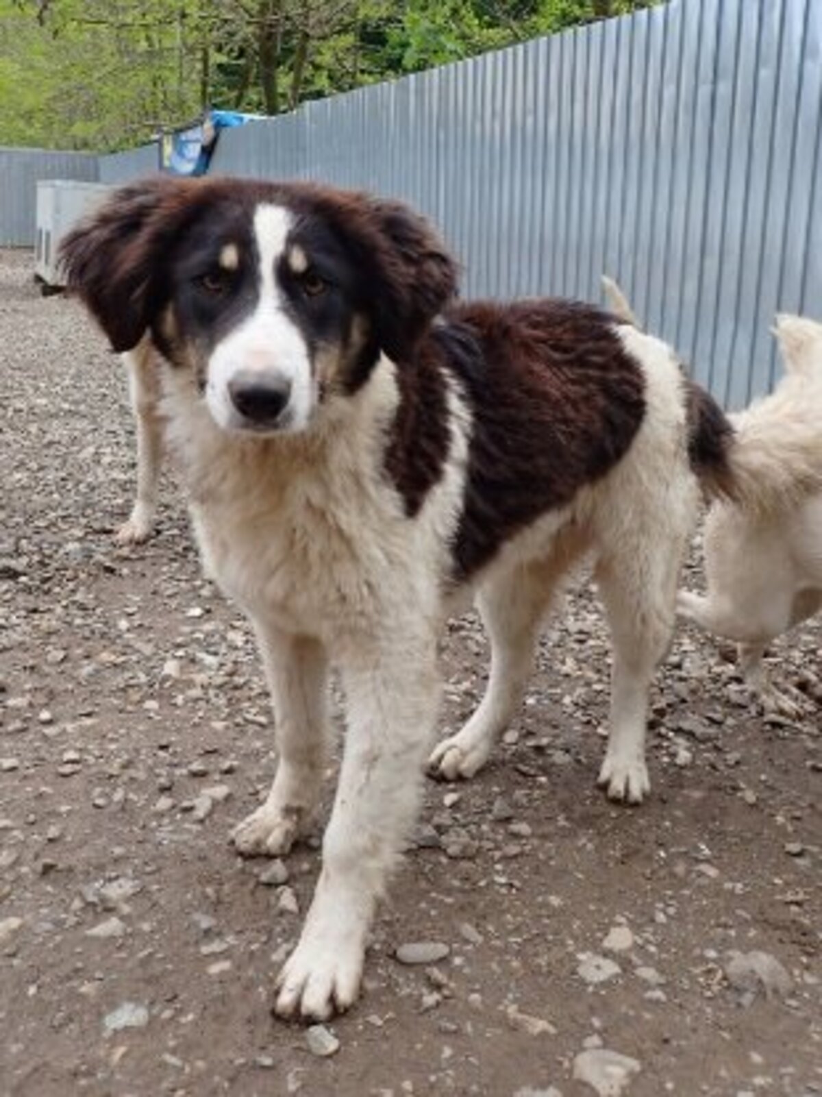 Adoption Persil