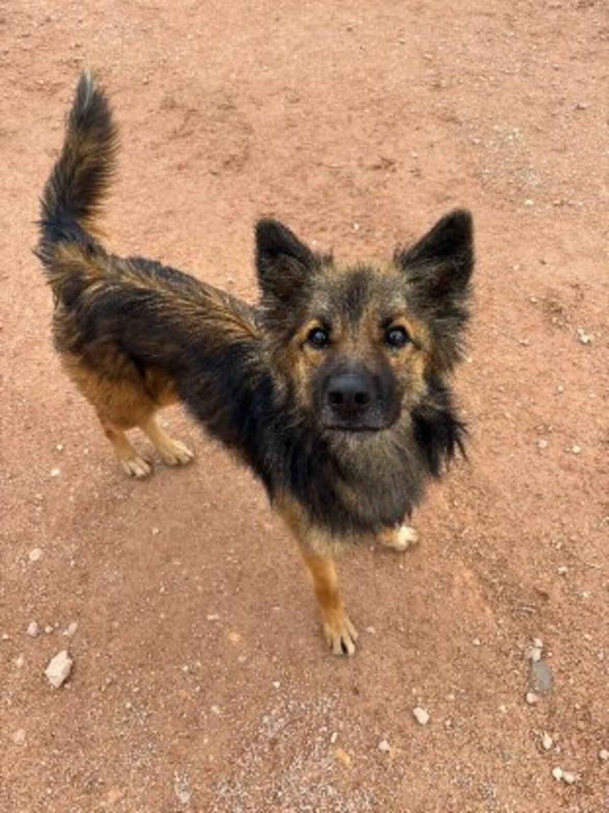 Adoption Peru
