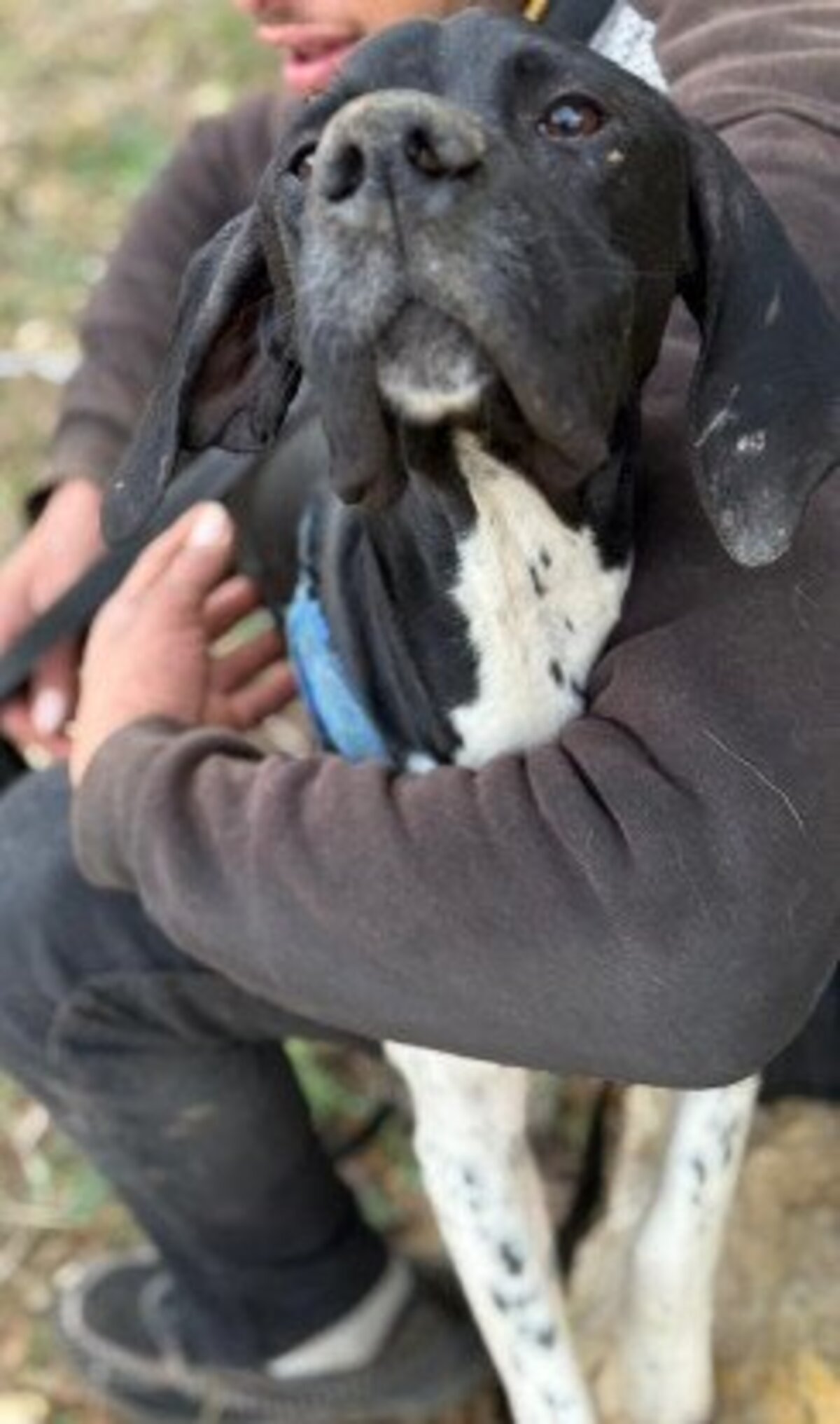 Adoption Pesto
