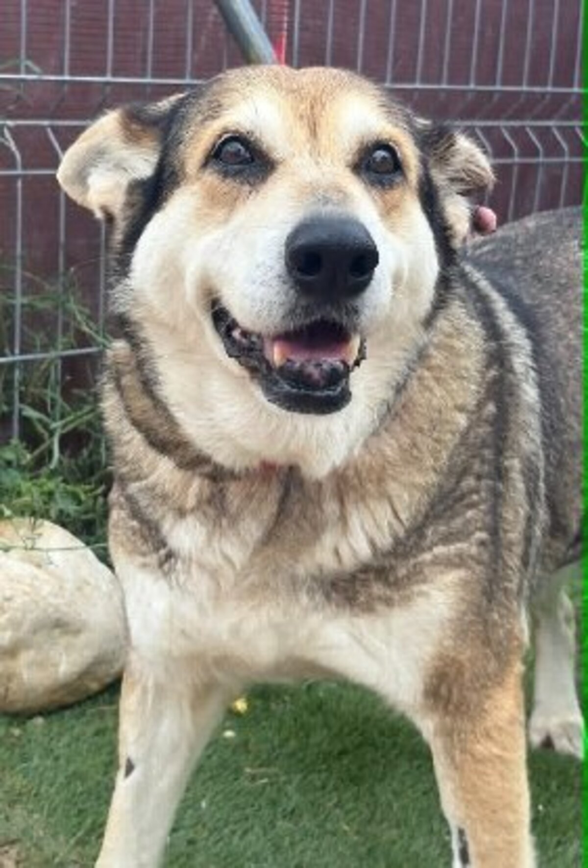 Adoption Petunia