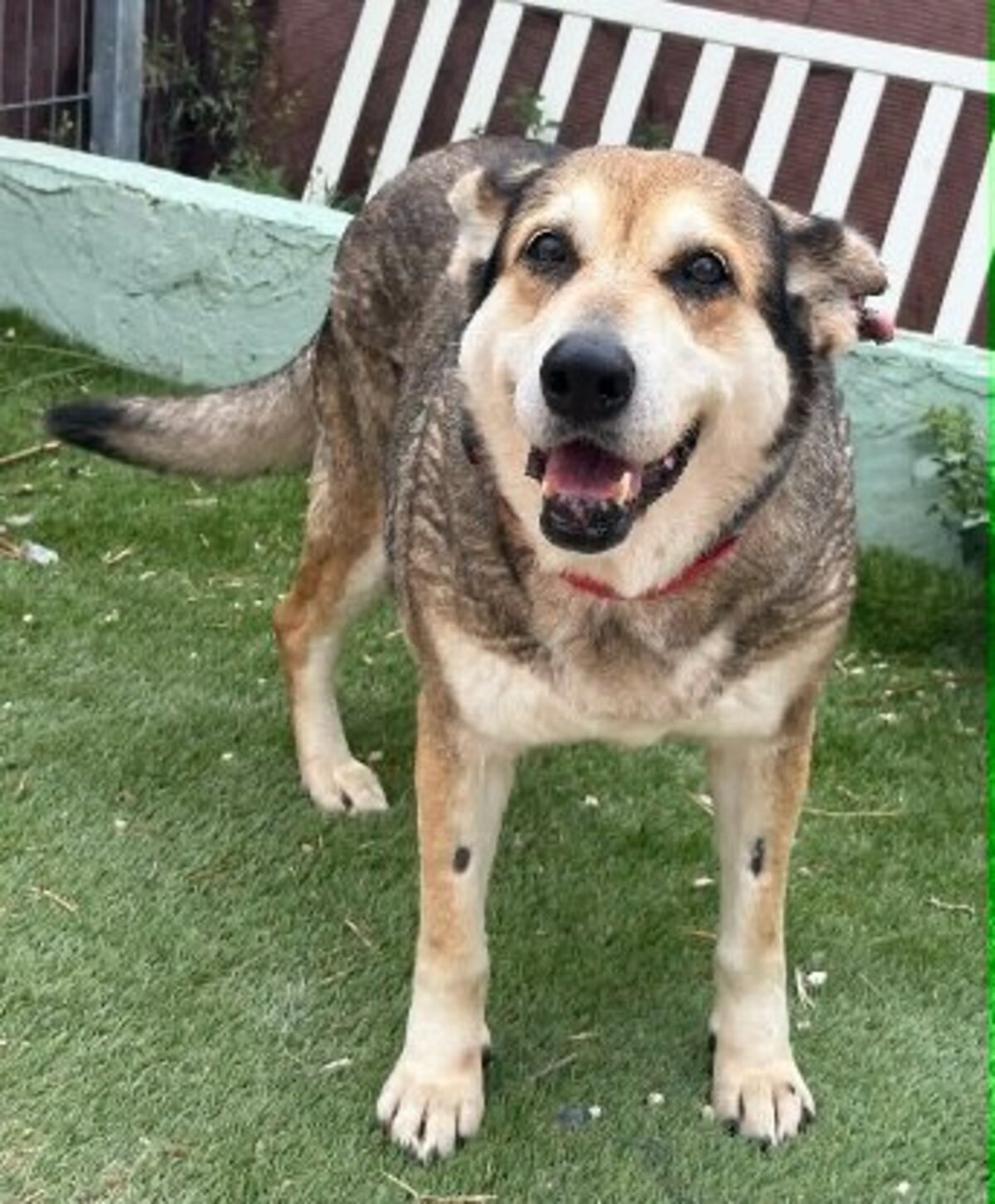 Adoption Petunia