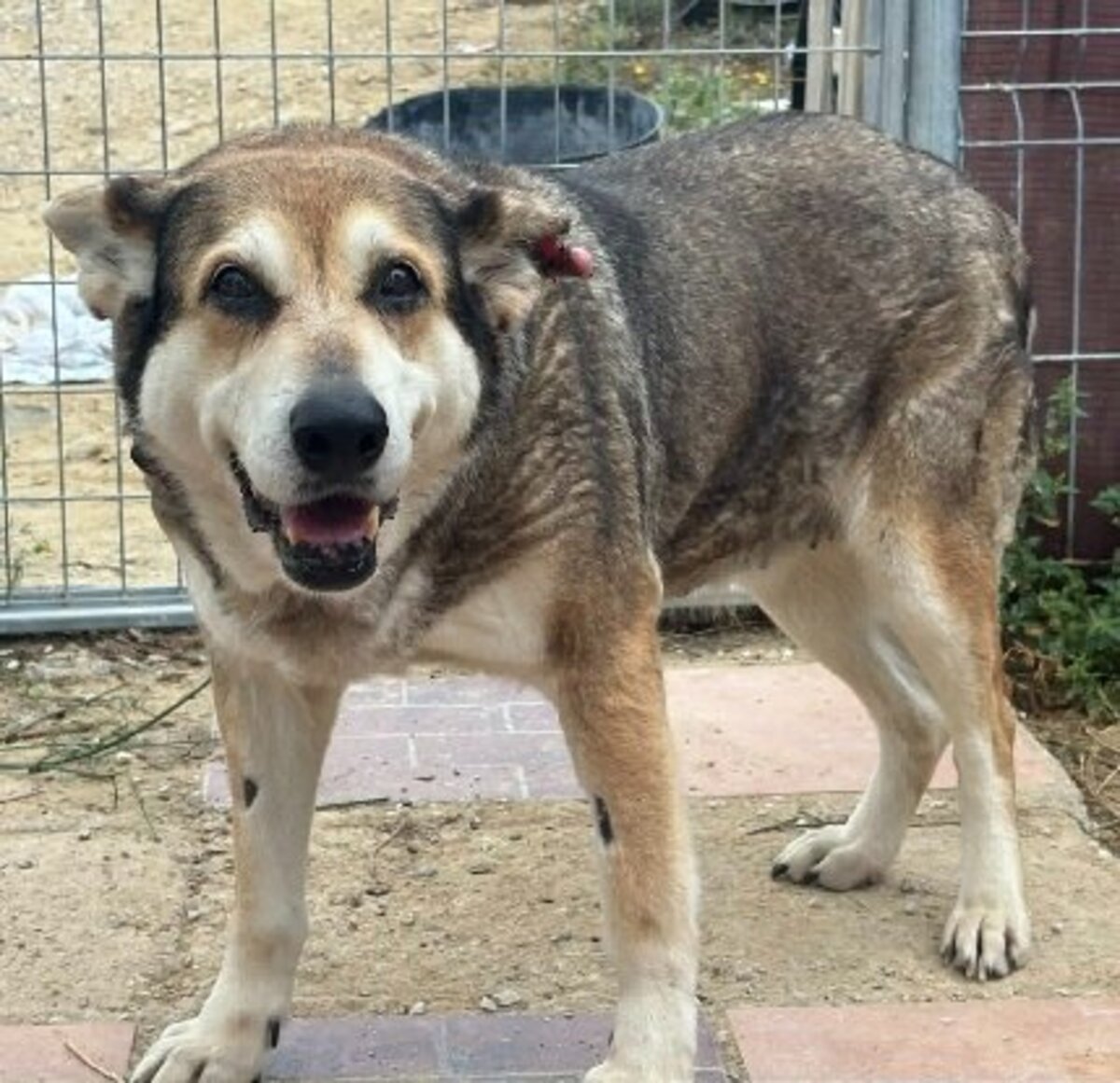 Adoption Petunia