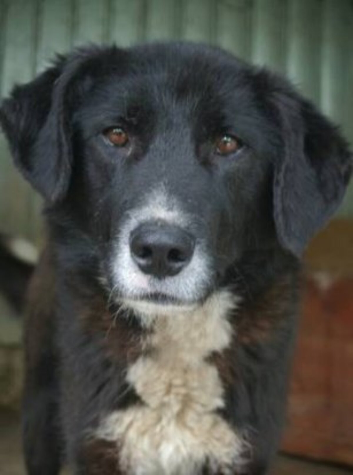 Adoption Philo