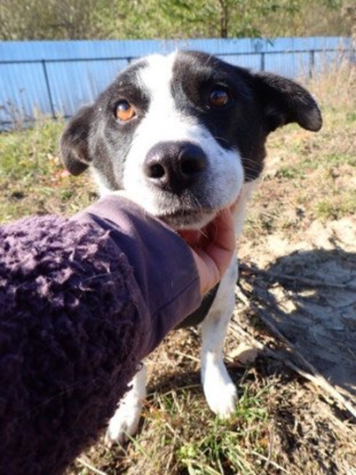 Adoption Phoebus