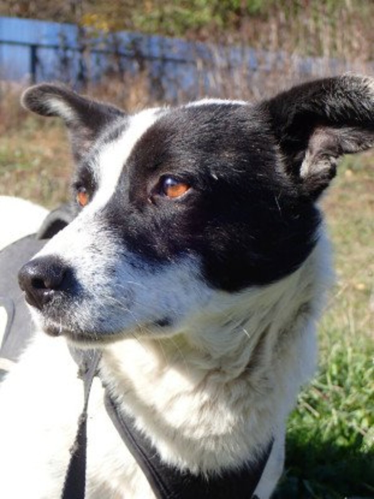Adoption Phoebus