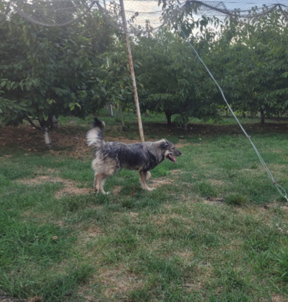 Adoption Picassio