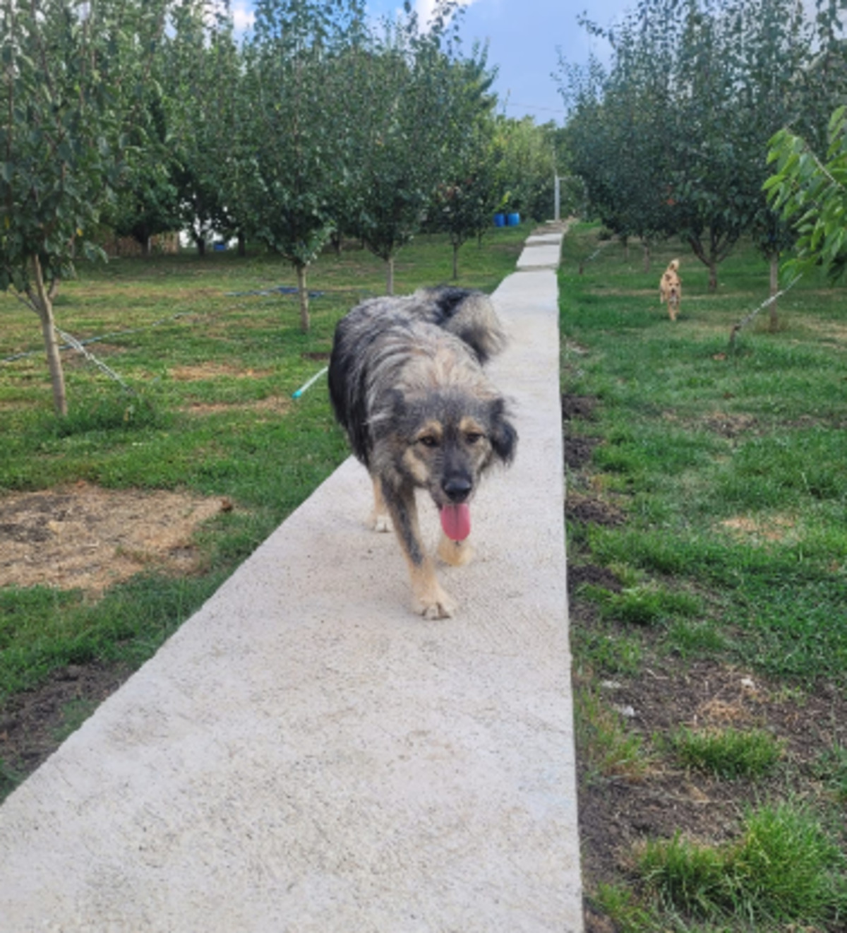 Adoption Picassio