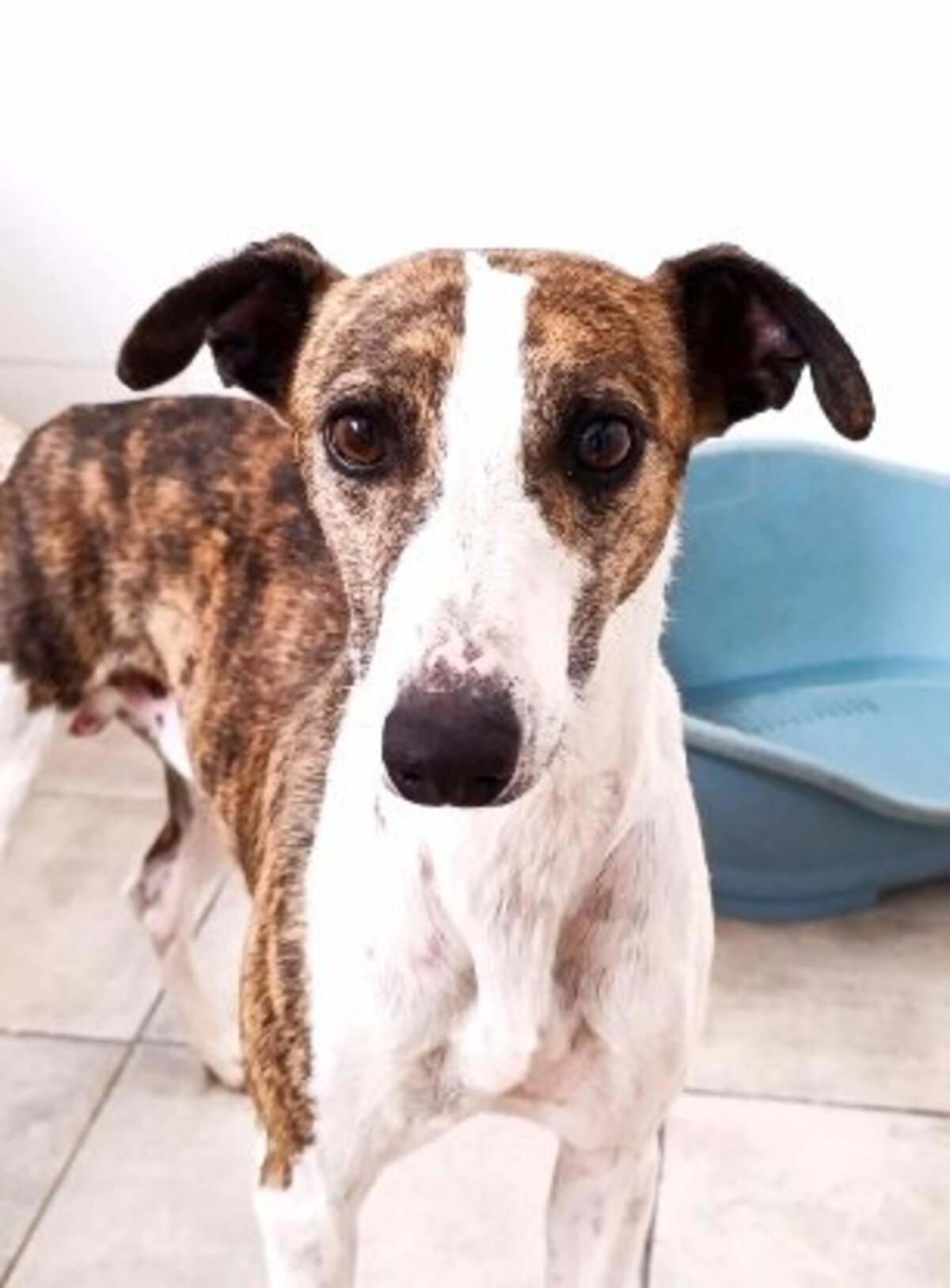 Adoption Picolo