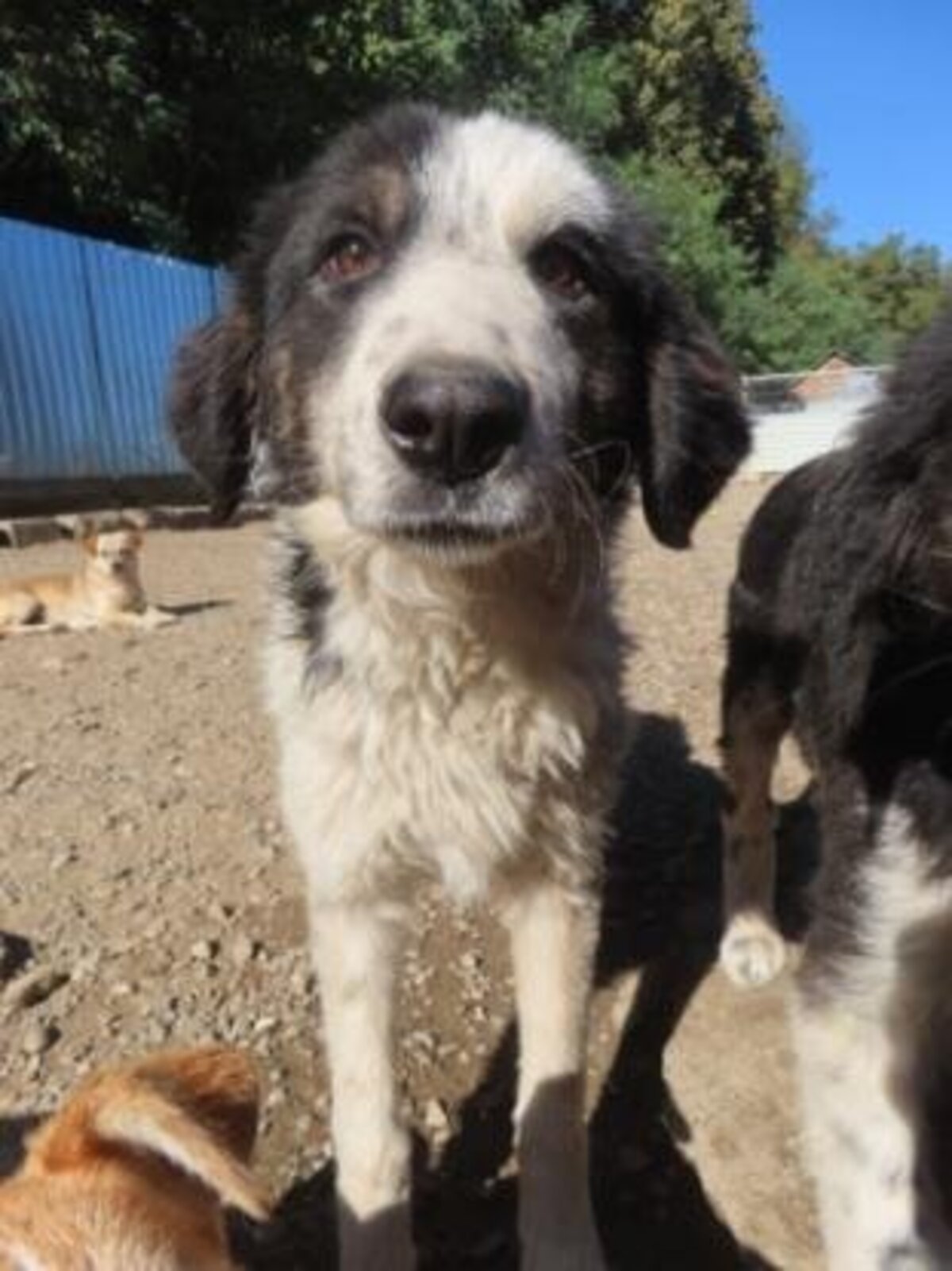 Adoption Pietra