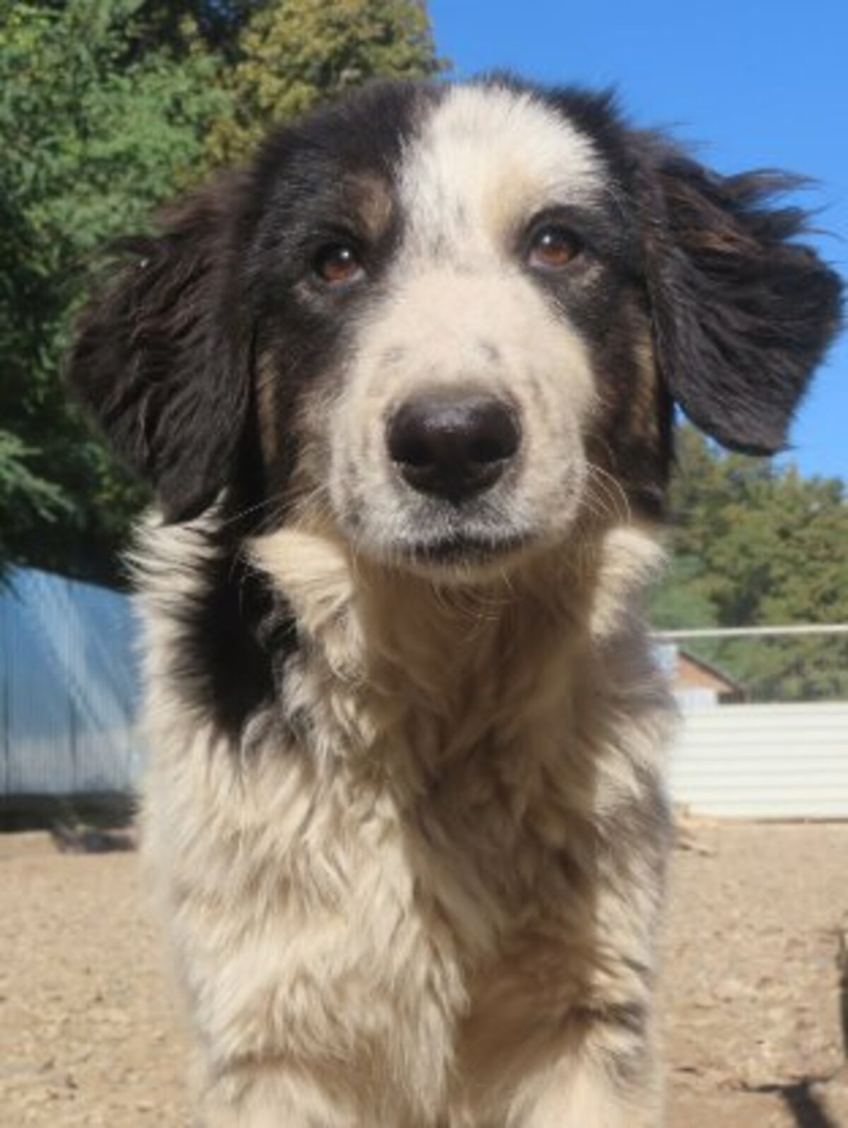 Adoption Pietra