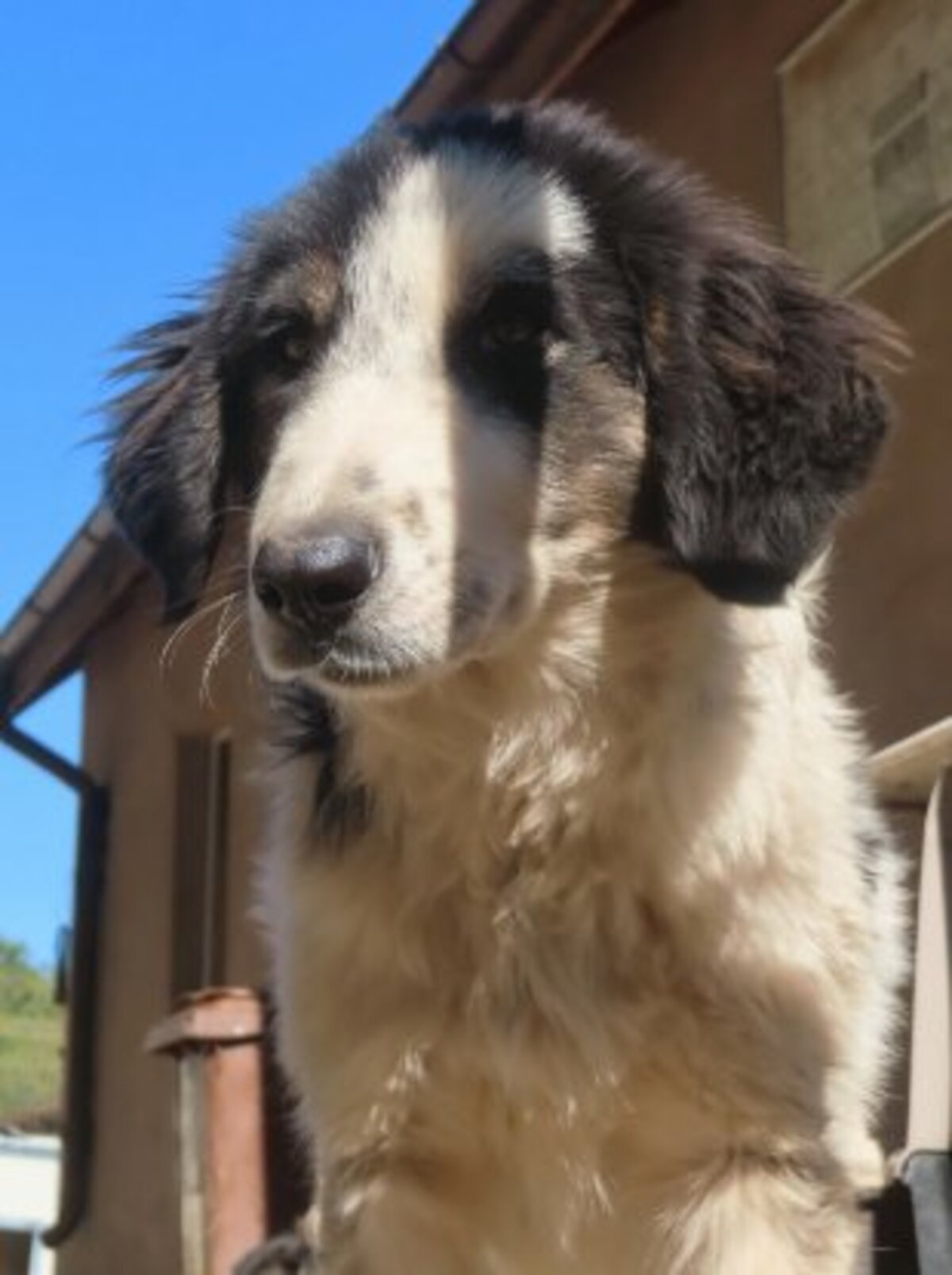 Adoption Pietra