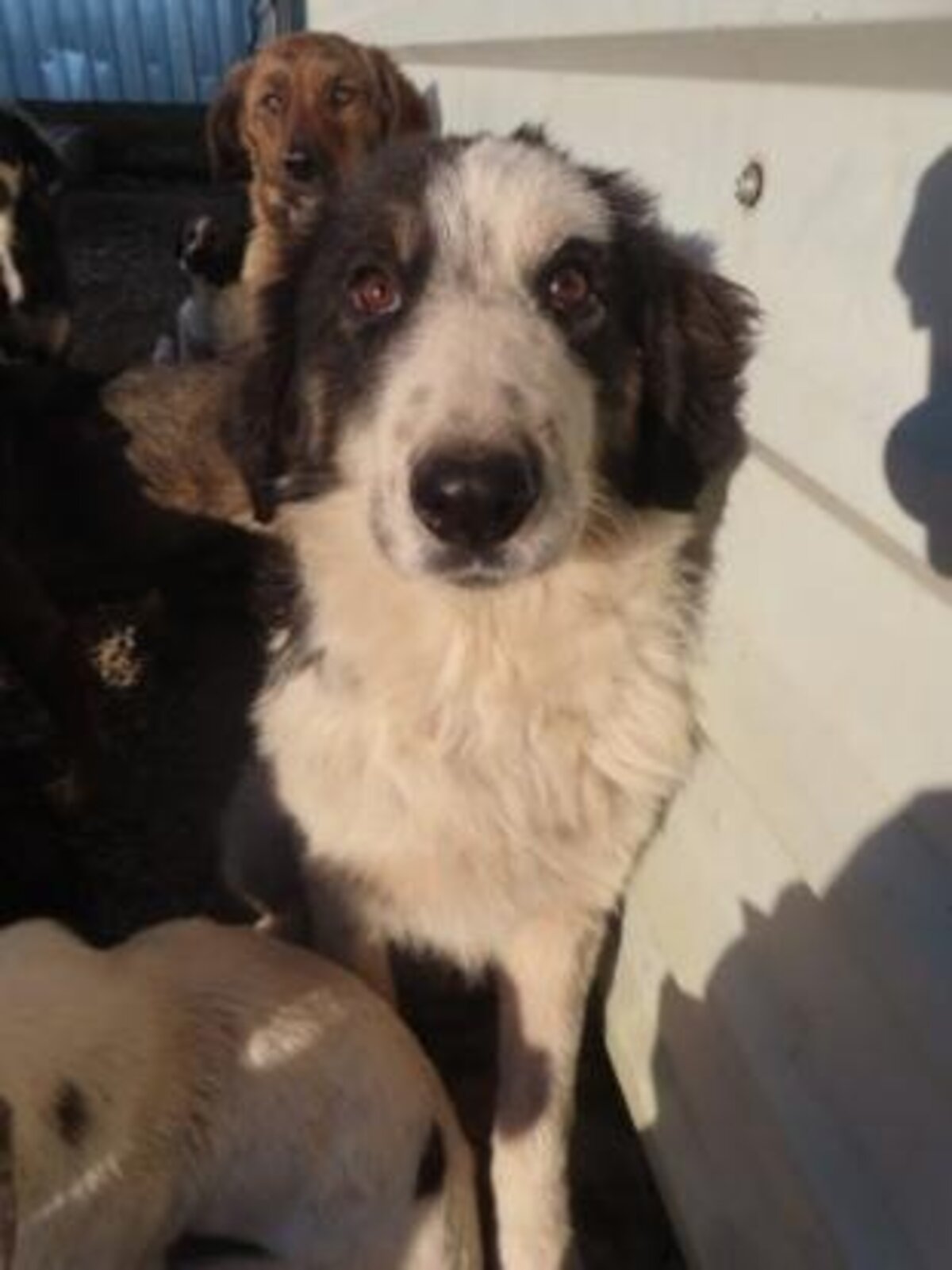 Adoption Pietra