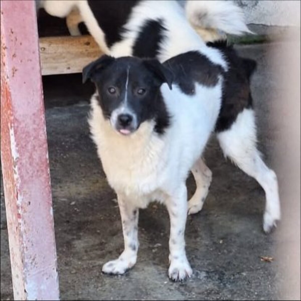 Adoption Pif