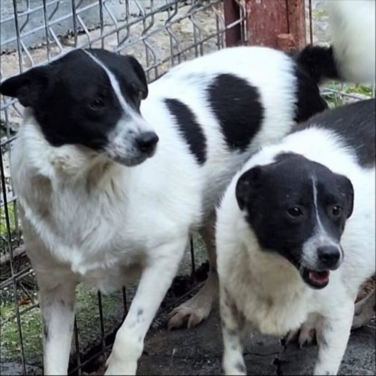 Adoption Pif
