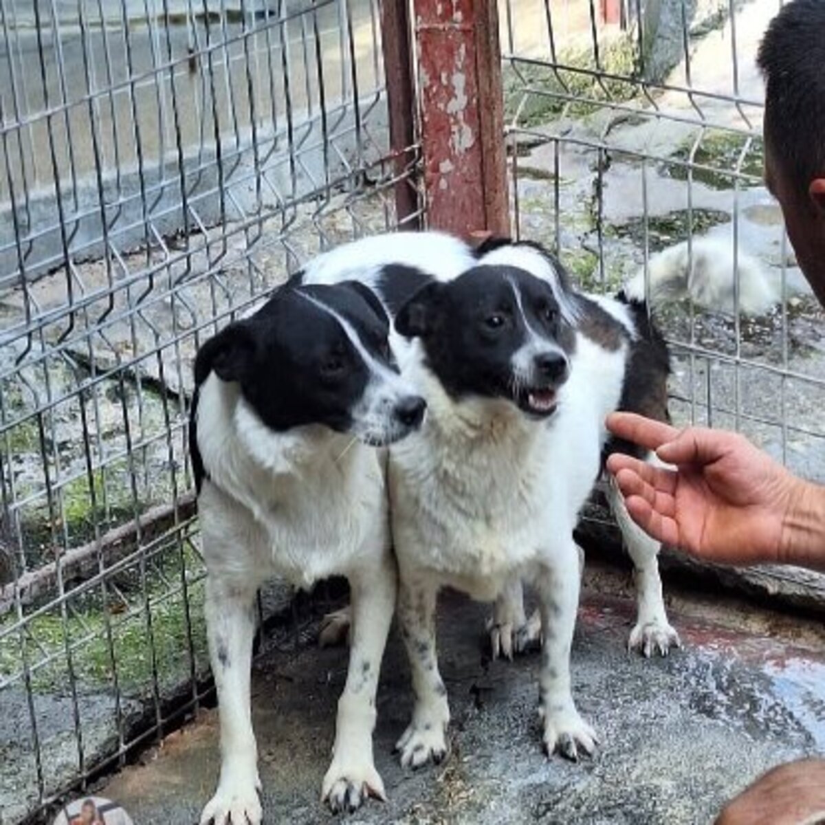 Adoption Pif