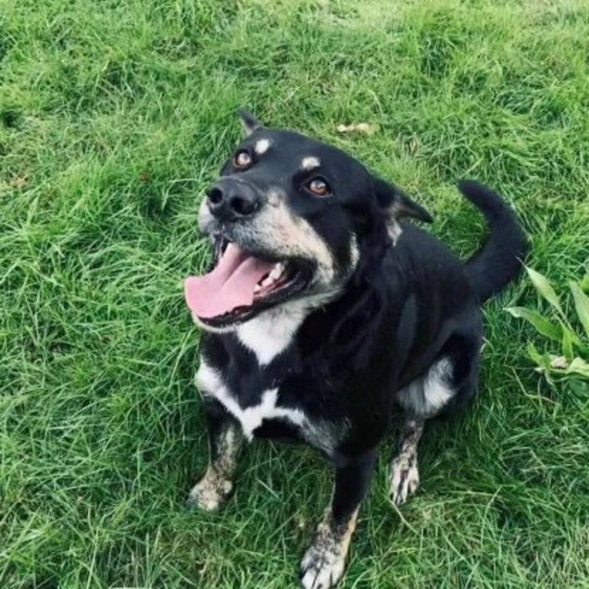 Adoption Piki