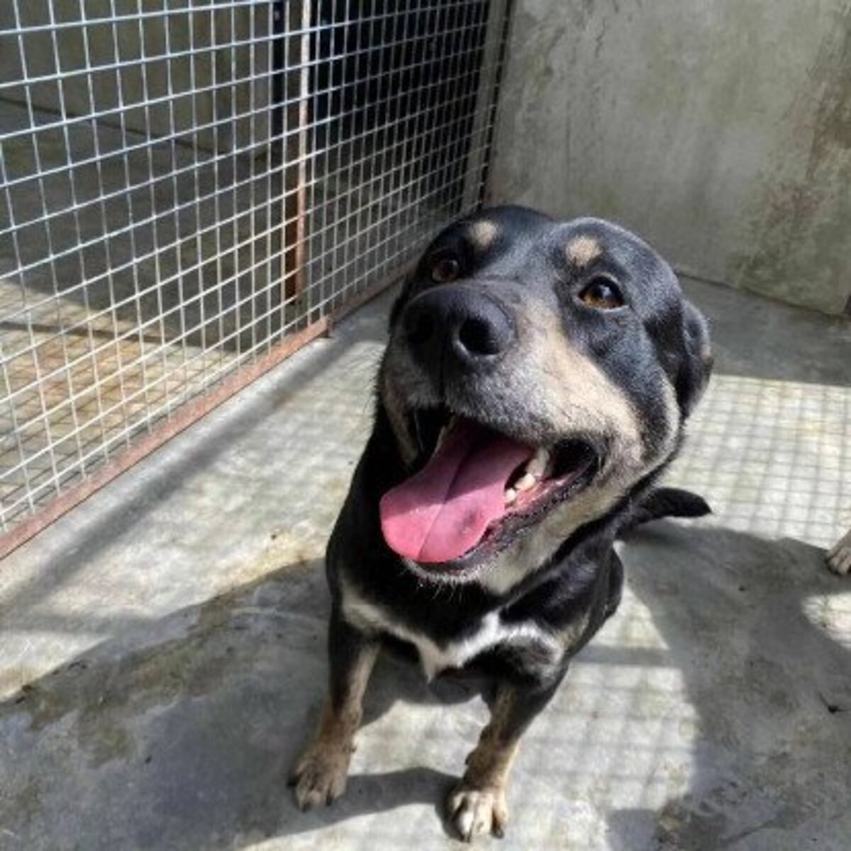 Adoption Piki