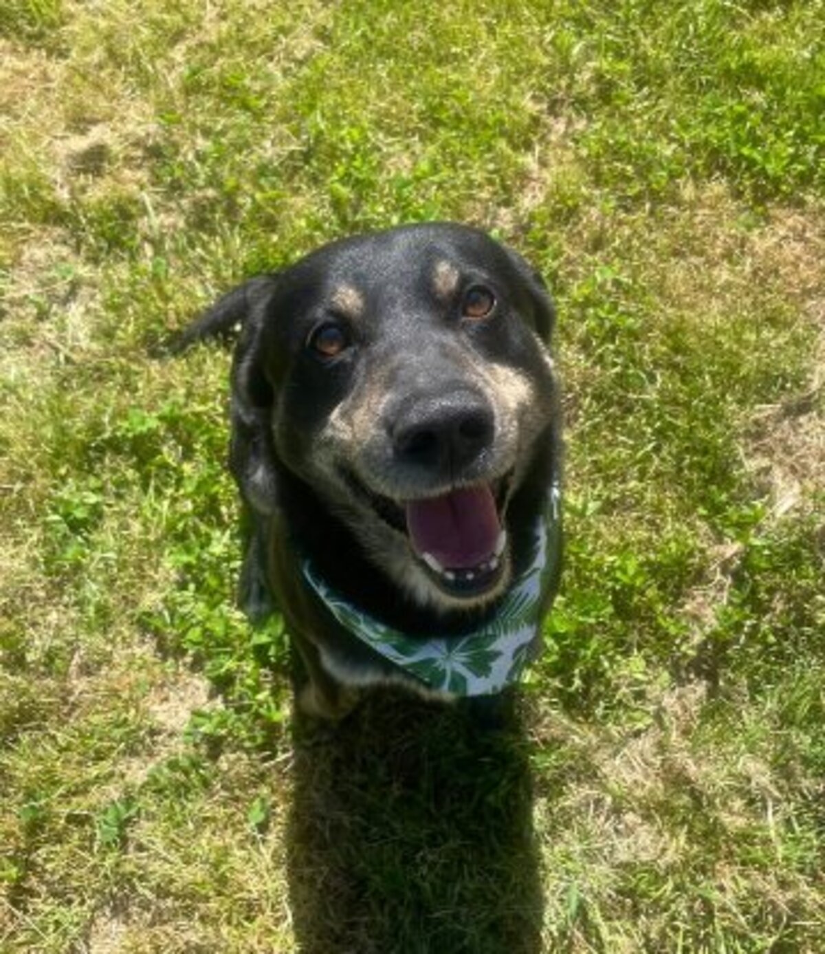 Adoption Piki