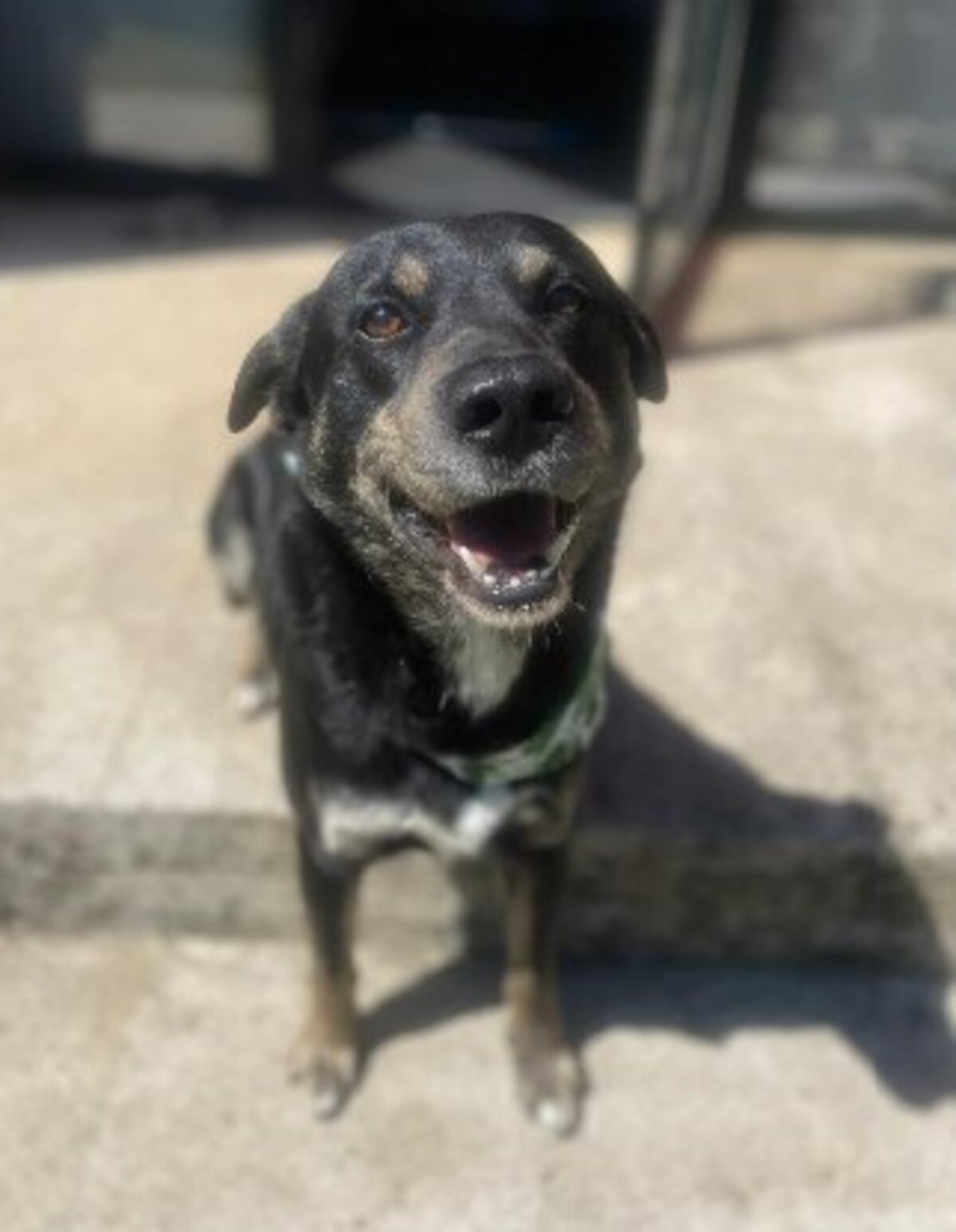 Adoption Piki