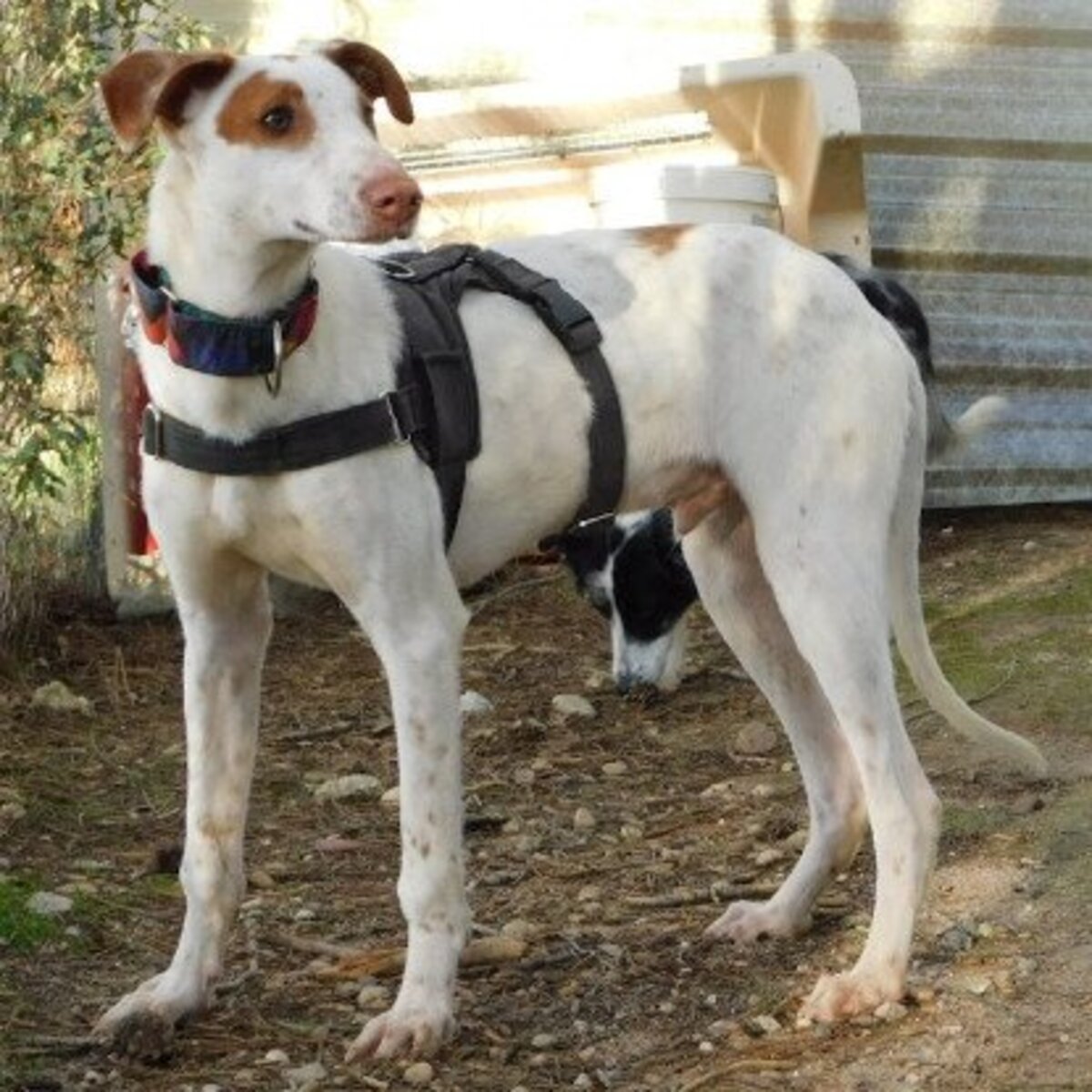 Adoption Pincel