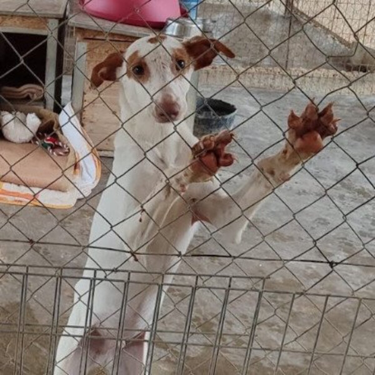 Adoption Pincel