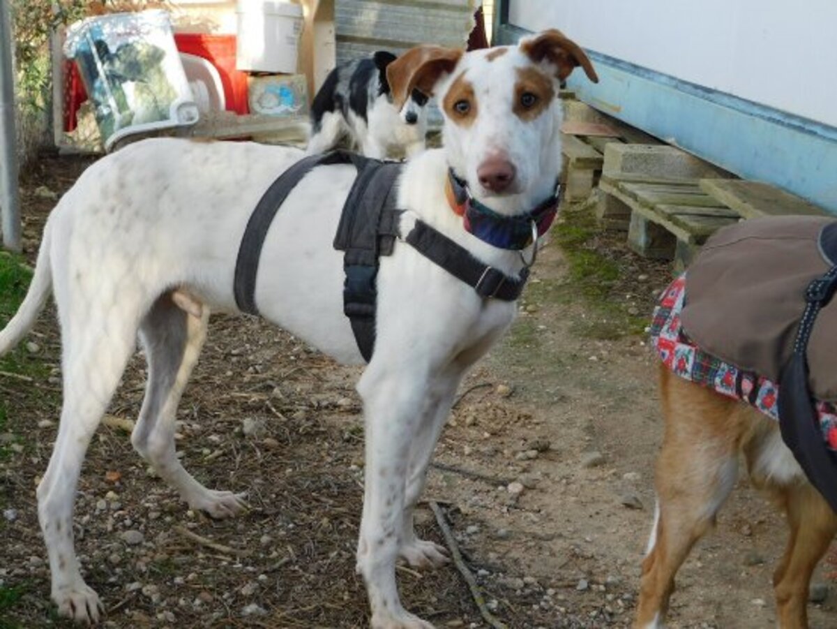Adoption Pincel