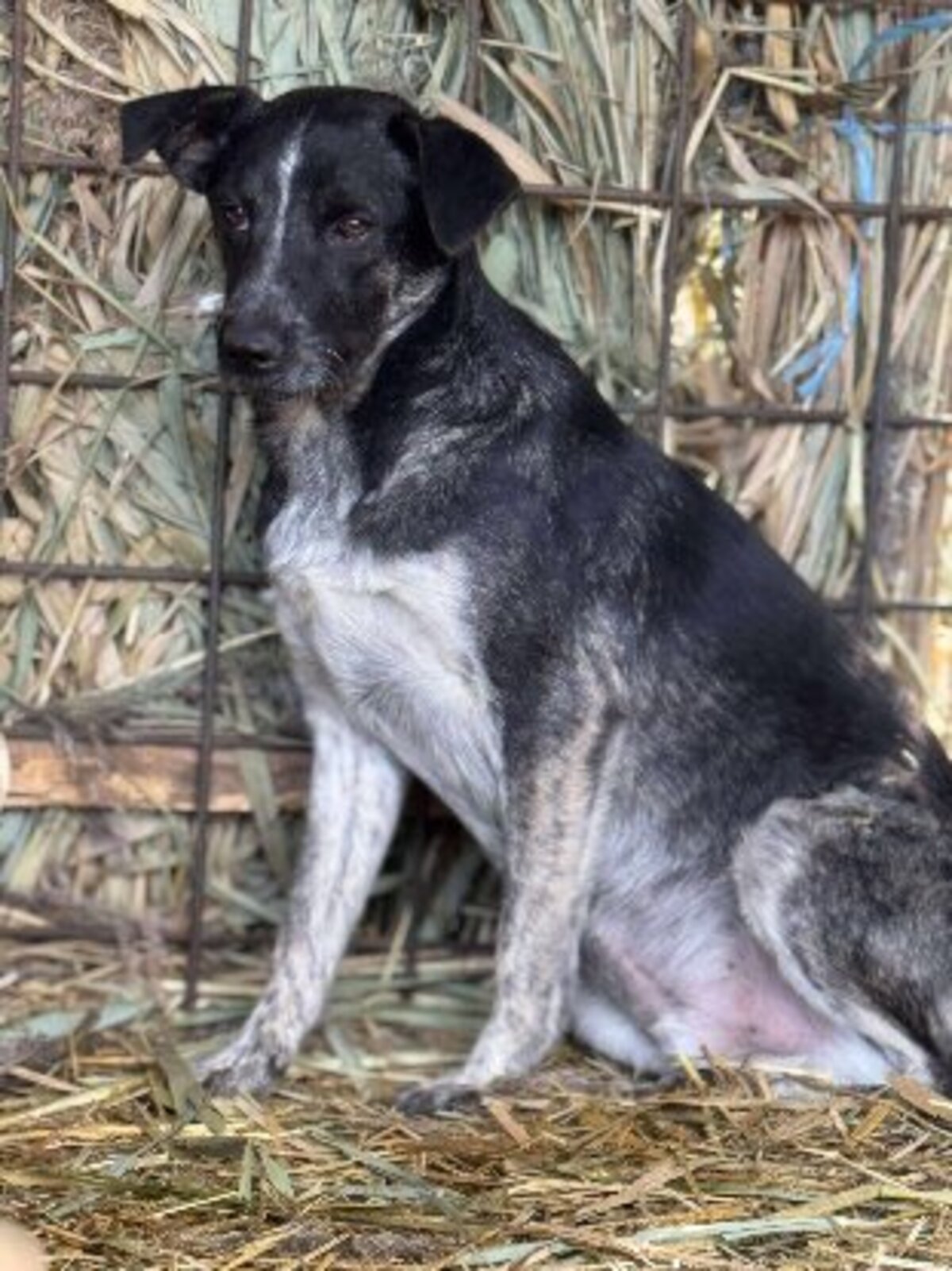 Adoption Pingo