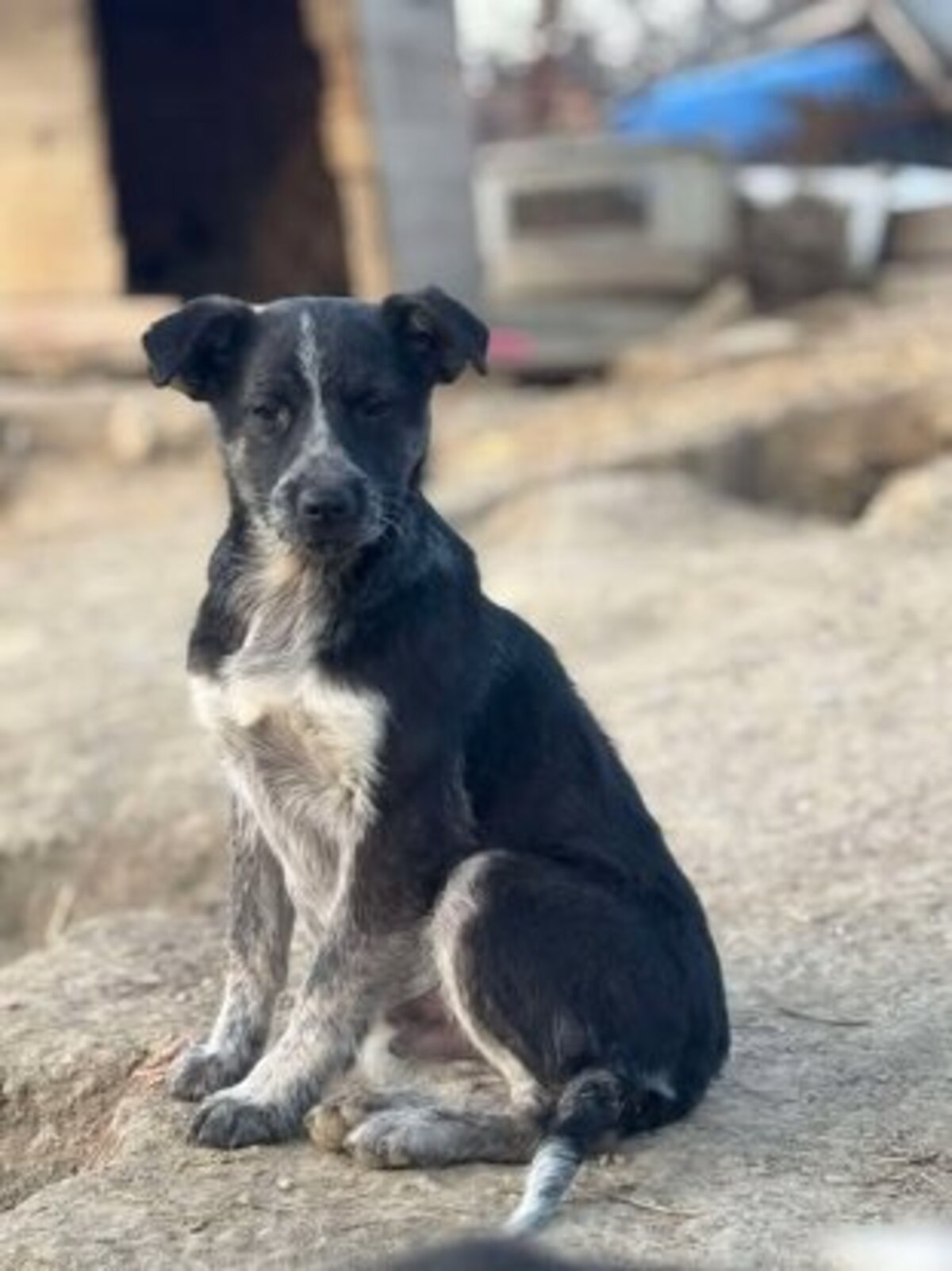 Adoption Pingo