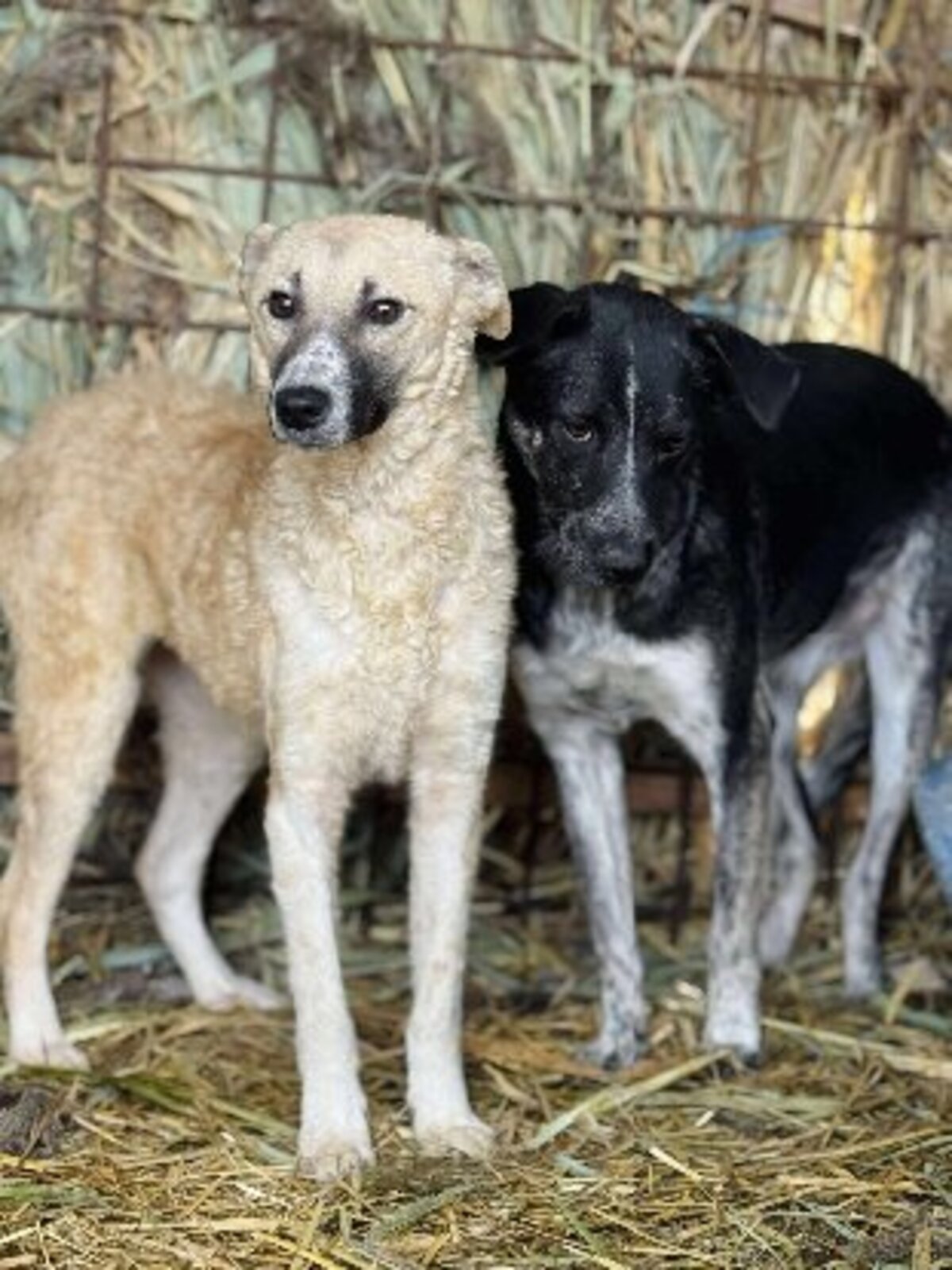 Adoption Pingo