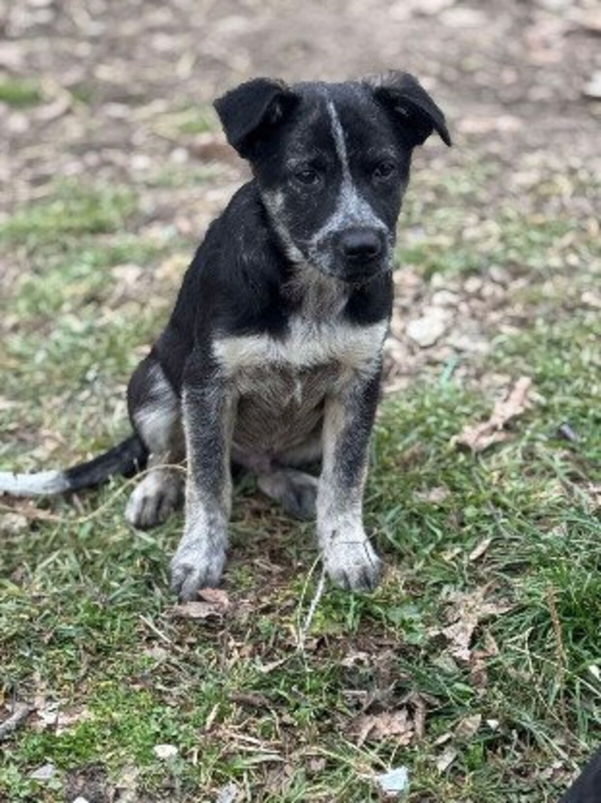 Adoption Pingo
