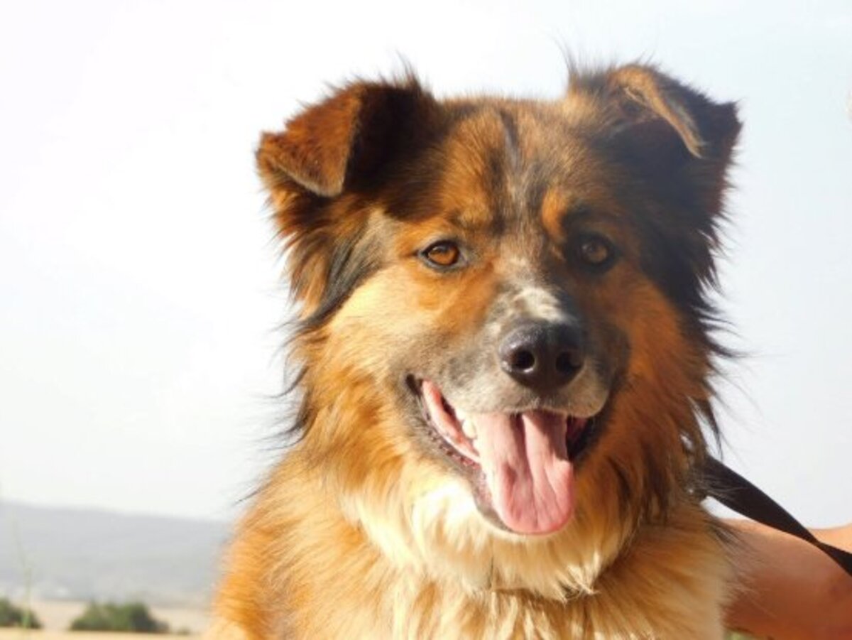 Adoption Pingo