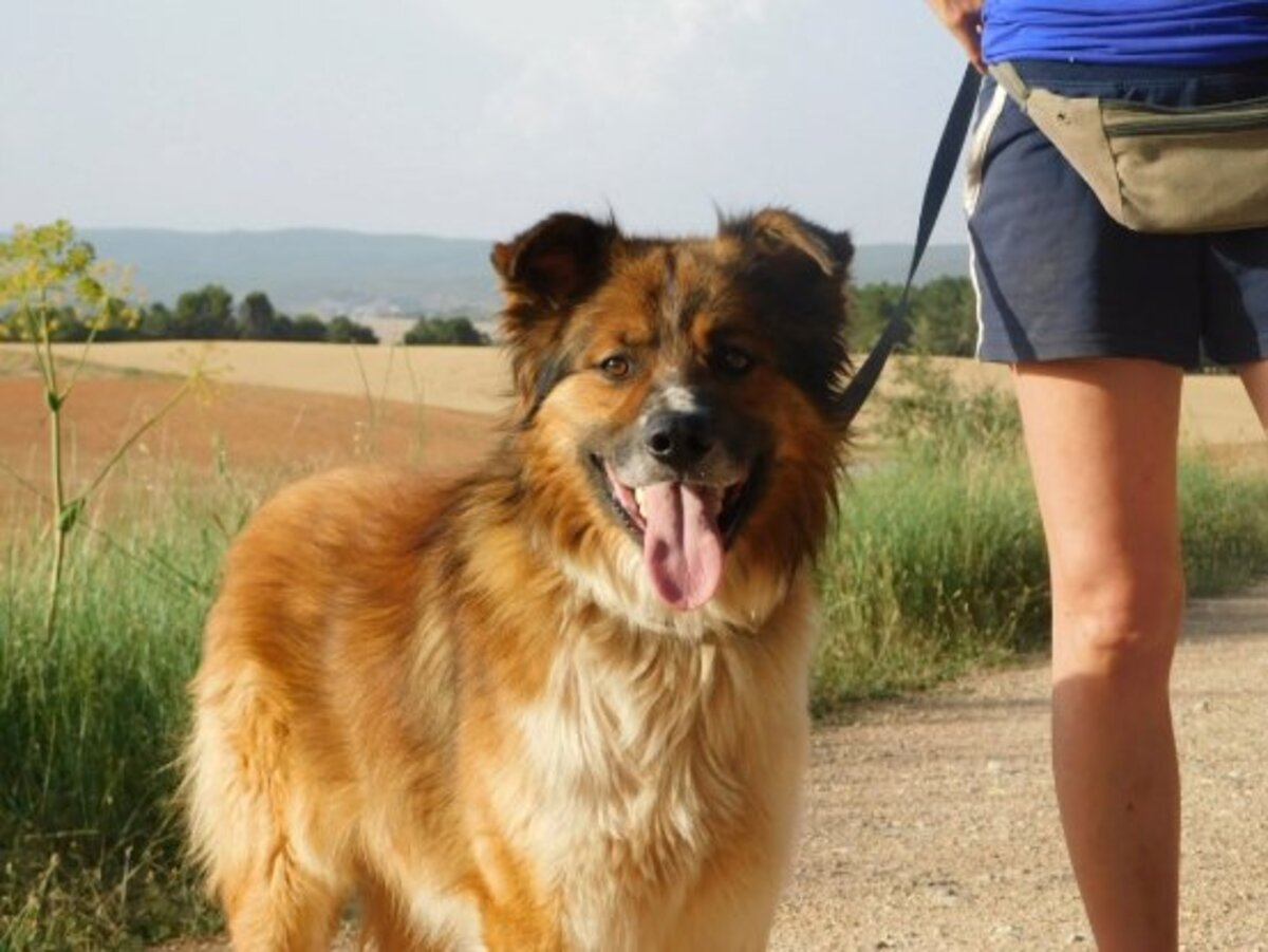 Adoption Pingo