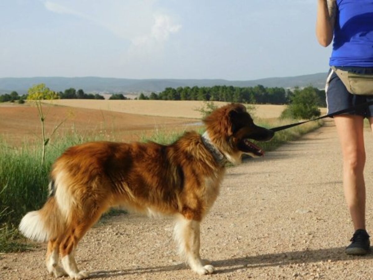 Adoption Pingo