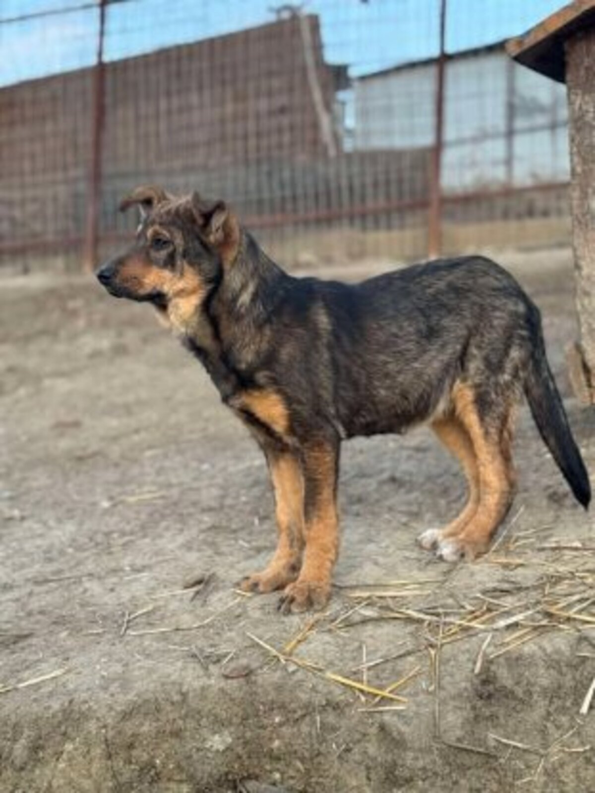 Adoption Piper