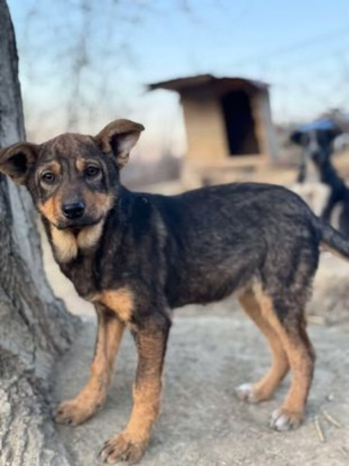 Adoption Piper
