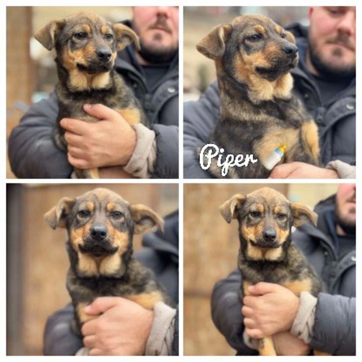 Adoption Piper