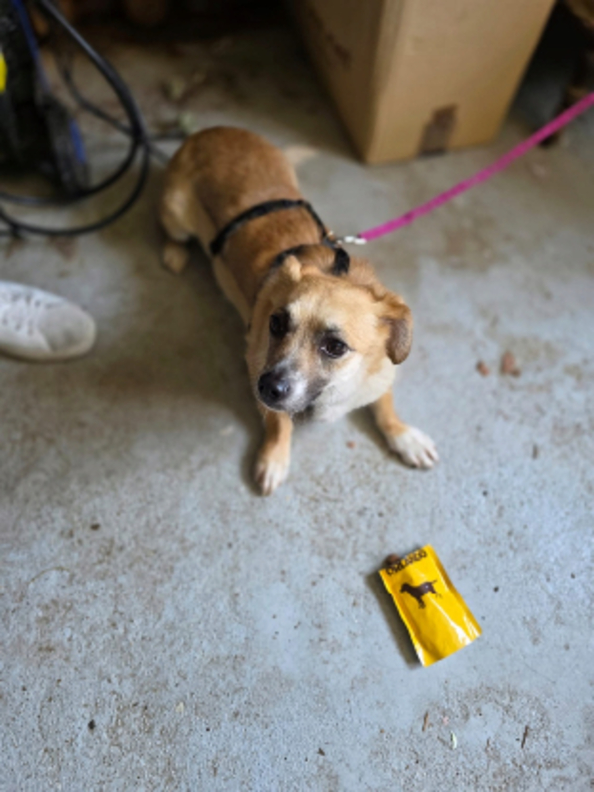 Adoption Piply