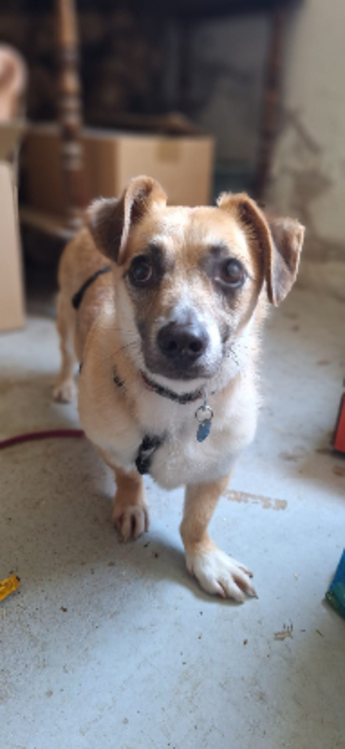 Adoption Piply